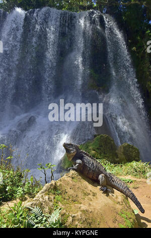 Iguana nella foresta accanto ad una caduta dell'acqua. Rock cubano iguana (Cyclura nubila), noto anche come il suolo cubano iguana. Foto Stock