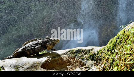 Iguana nella foresta accanto ad una caduta dell'acqua. Rock cubano iguana (Cyclura nubila), noto anche come il suolo cubano iguana. Foto Stock