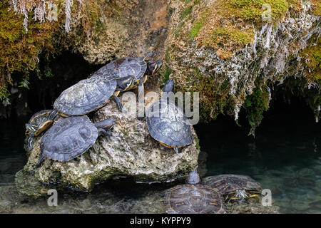 Decine di piccole tartarughe, rimanendo completamente immobile in un freddo giorno di dicembre. Foto Stock