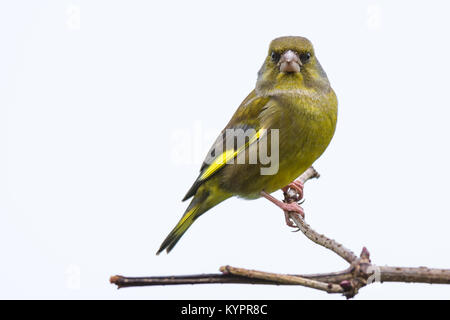 Un ritratto di un verdone appollaiato su un ramo di guardare avanti isolati contro un cielo normale Foto Stock