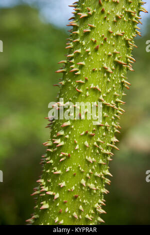 Gunnera pungenti texture dello stelo Foto Stock