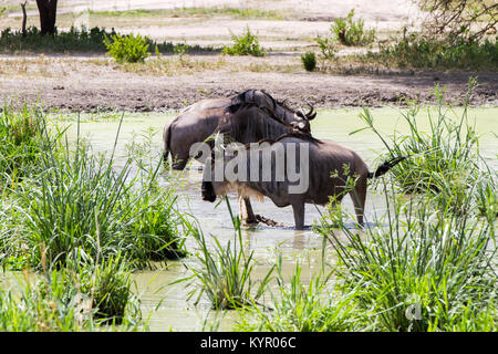 Il blue GNU (Connochaetes taurinus), chiamato anche il comune di gnu, bianco-barbuto gnu o borchiati gnu, è una grande antilope e uno Foto Stock