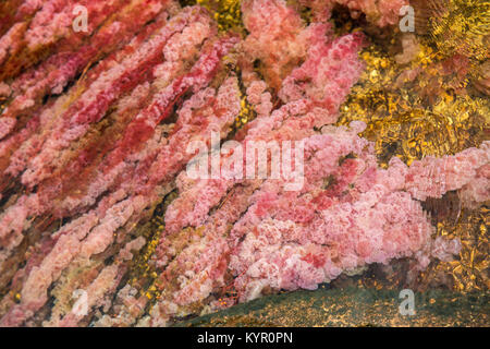 La Macarena, una città isolata in Colombia del dipartimento di Meta, è famosa per la Cano Cristales, il fiume di cinque colori. Foto Stock