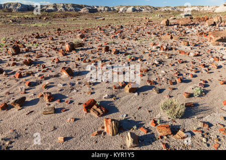 Frammenti di un'antica foresta pietrificata sparsi lungo il pavimento del deserto, Parco Nazionale della Foresta Pietrificata, Arizona Foto Stock