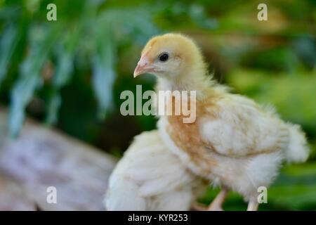 Una settimana di età domestico intervallo libero pulcini, Rhode Island red razza, in un ambiente naturale, Townsville, Queensland, Australia Foto Stock