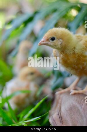 Una settimana di età domestico intervallo libero pulcini, Rhode Island red razza, in un ambiente naturale, Townsville, Queensland, Australia Foto Stock