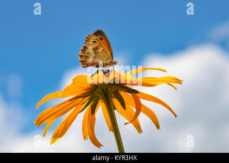 Farfalla Pyronia tithonus, chiamato anche Gatekeeper o Hedge brown, alimentando il nettare da un fiore coneflower arancione nella parte anteriore del cielo blu, Germania Foto Stock