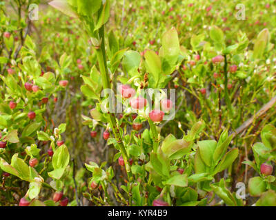 Mirtillo fiorisce in primavera Foto Stock