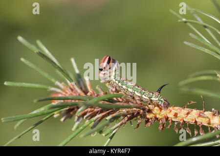 Pine hawk-moth caterpillar Foto Stock