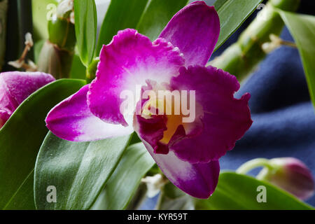 Primo piano di un colorato Dendrobium fiore su un houseplant con uno sfondo luminoso Foto Stock