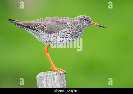 Comune (Redshank Tringa totanus), Adulto appollaiato su un palo da recinzione Foto Stock