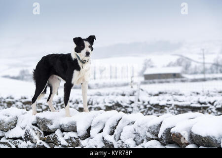 Titch, un gruppo di lavoro di Border Collie in cerca di pecore nella neve vicino Hawes in Wensleydale nel Yorkshire Dales. Foto Stock