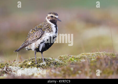 European Golden Plover (Pluvialis apricaria), adulto in piedi sul suolo Foto Stock