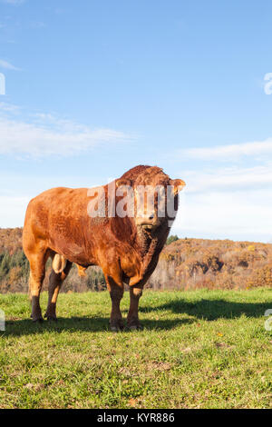 Grande rosso marrone Limousin carni bovine bull fangoso con collo e faccia in piedi sulla skyline di un autunno pascolo al tramonto Foto Stock