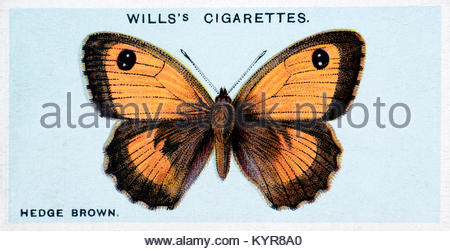 Hedge Brown (Gatekeeper) Butterfly, illustrazione d'epoca del 1927 Foto Stock