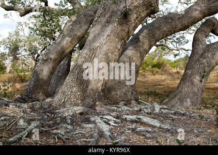 Boschetto di alberi di quercia vivi della costa che mostrano radici superficiali, il 'Quercus virginianaa', il Goose Island State Park. Foto Stock