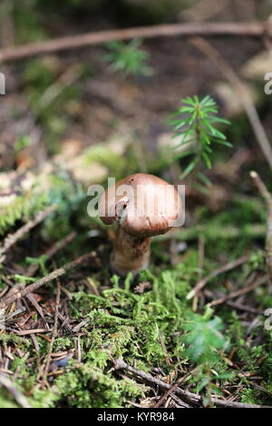 A forma di fungo presente sul suolo della foresta,con balsamo di abete alberi piccoli Foto Stock