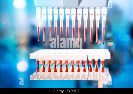 Strumenti per l'amplificazione mediante PCR del DNA: piastra a 96 pozzetti e pipetta automatica Foto Stock