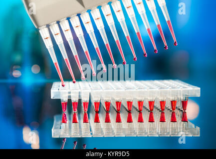 Strumenti per l'amplificazione mediante PCR del DNA: piastra a 96 pozzetti e pipetta automatica Foto Stock