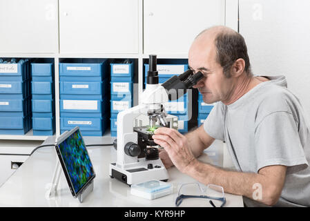 Senior Scientist maschio o tech osserva campione sotto il microscopio Foto Stock