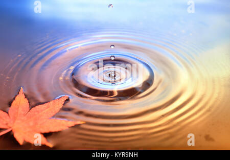 Asciugare marple foglie sulla superficie dell'acqua, anelli da gocce d'acqua. Sfondo di caduta Foto Stock