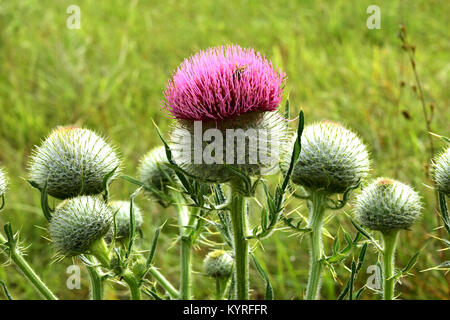 Lanosi Thistle (Cirsium eriophorum), fiore Foto Stock