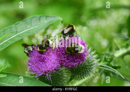 Forest Cuckoo Bumblebee, quattro cuculo colorati bee (Bombus sylvestris) diversi animali su un fiore di cardo Foto Stock