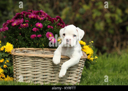 Boxer tedesche. Cucciolo bianco (6 settimane di età) in un cesto di vimini accanto a fiori. Germania Foto Stock