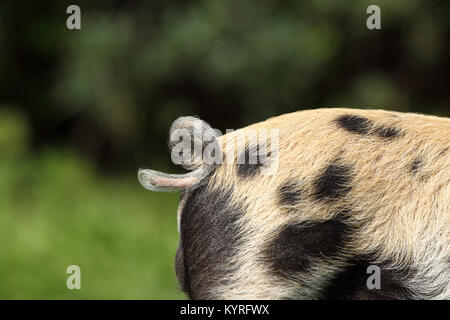 Suini domestici, Turopolje x ?. Close-up di coda di un maialino (3 settimane di età). Germania Foto Stock