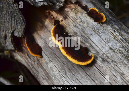 Annosum Root Rot (Heterobasidion annosum) Foto Stock