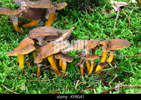 Yellowfoot, fungo invernale, Imbuto Chanterelle (Craterellus tubaeformis) lotti di fruitbodies Foto Stock