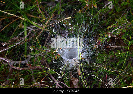 Imbuto weaver ( Agelinidae spec.) , web bagnato in erba Foto Stock