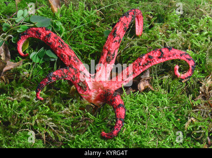 Il polpo Stinkhorn, Giant Stinkhorn (Clathrus archeri, Anthurus archeri). Corpo fruttifero ha sviluppato ha sviluppato la sua tipica bracci entro un breve periodo di tempo Foto Stock