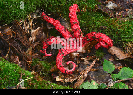 Il polpo Stinkhorn, Giant Stinkhorn (Clathrus archeri, Anthurus archeri). Giovane corpo fruttifero , le braccia coperte con spore contenenti il limo Foto Stock