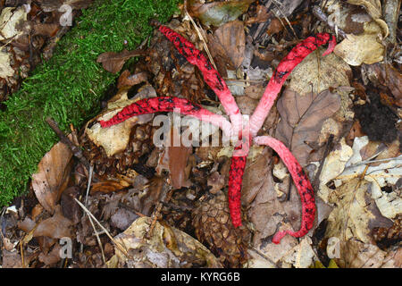 Il polpo Stinkhorn, Giant Stinkhorn (Clathrus archeri, Anthurus archeri). Giovane corpo fruttifero ha sviluppato al di fuori dell'uovo delle streghe Foto Stock