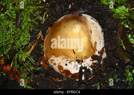 Immaturo Stinkhorn comune (Phallus impudicus), witchs uovo Foto Stock