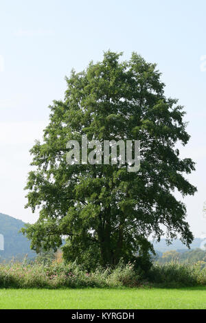 Ontano europeo, ontano nero (Alnus glutinosa) in estate. Foto Stock