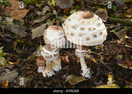 Parasol (fungo Macrolepiota procera), di corpi fruttiferi di età diverse nel fogliame di autunno Foto Stock