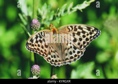 Argento-lavato Fritillary Butterfly (Argynnis paphia) , femmina su un fiore di cardo Foto Stock