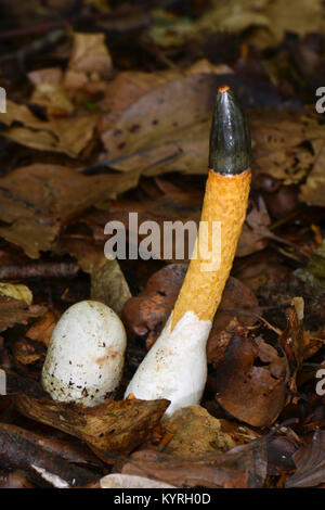 Cane (Stinkhorn Mutinus caninus), giovane fungo capsula tra il sambuco corpi fruttiferi sul suolo della foresta Foto Stock