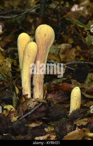 Club gigante (Clavariadelphus pistillaris), fuituing corpi di diversa età dimora nel fogliame di autunno Foto Stock