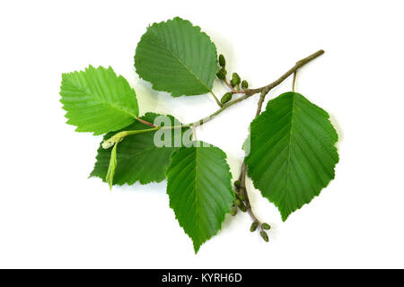 Ontano grigio, grigio Elder ( Alnus incana), ramoscello con foglie e frutti, Studio Freisteller Foto Stock