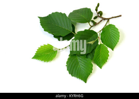 Ontano grigio, grigio Elder ( Alnus incana), ramoscello con foglie e frutti, Studio Freisteller Foto Stock