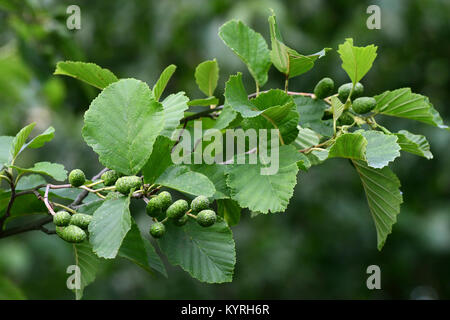 Ontano grigio, grigio Elder ( Alnus incana), ramoscello con foglie e frutti Foto Stock