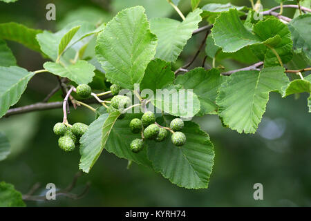 Ontano grigio, grigio Elder ( Alnus incana), ramoscello con foglie e frutti Foto Stock