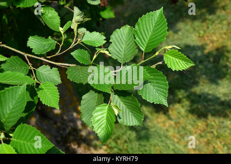 Ontano grigio, grigio Elder ( Alnus incana), ramoscello con foglie. Foto Stock