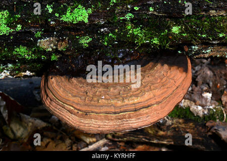 Oak Mazegill, dedalo-gill fungo .( Daedalea quercina ) Foto Stock