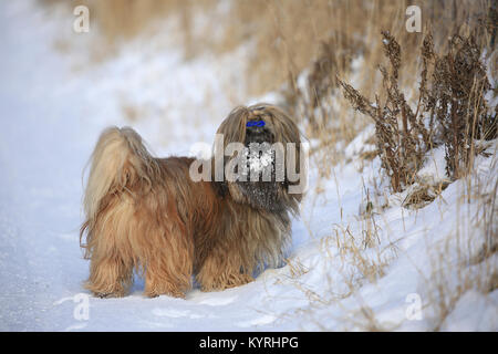 Lhasa Apso. Adulto in piedi nella neve. Germania Foto Stock