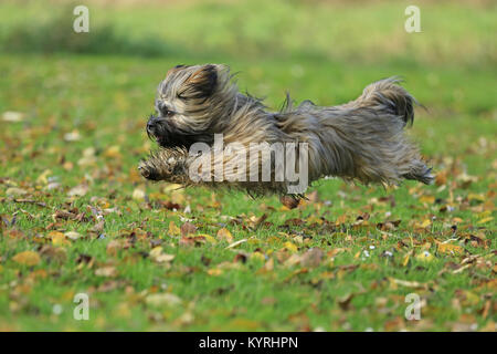 Lhasa Apso. I capretti in esecuzione su un prato. Germania Foto Stock