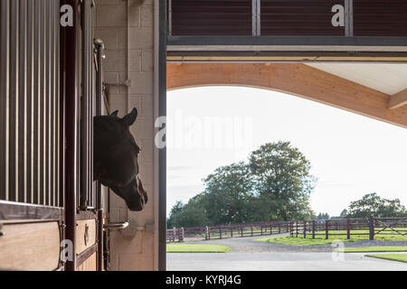 Cavalli domestici guardando fuori dalla sua scatola. Gran Bretagna Foto Stock